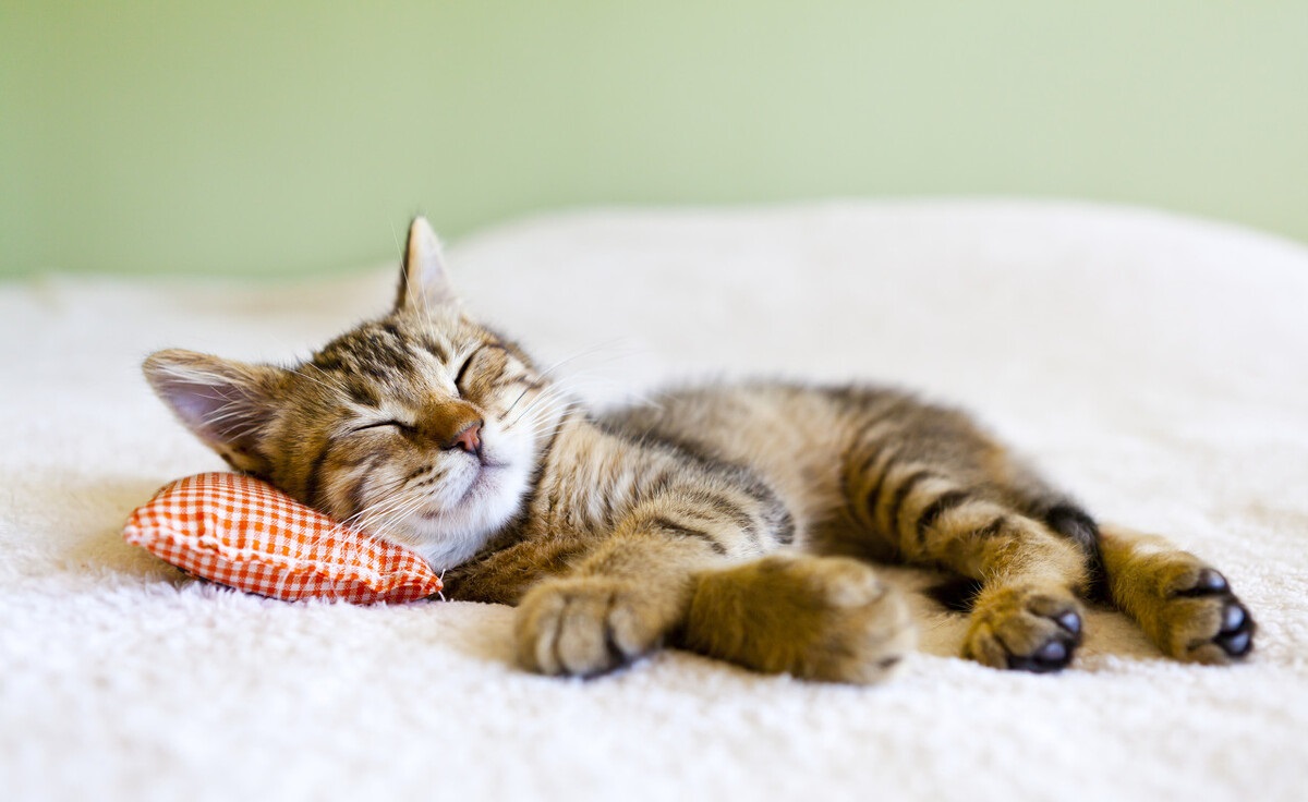 九芯NVF04M錄放音芯片在寵物喂食器上的應用